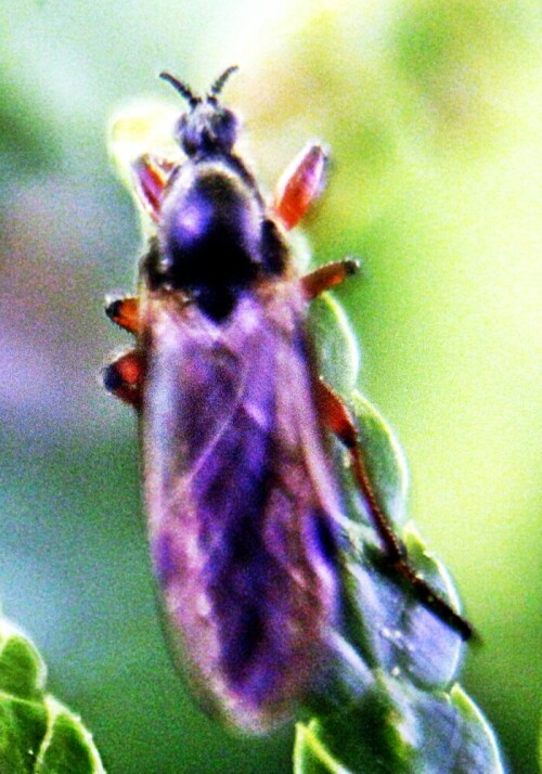 Eine Art Mücke, die sich gerne auf Lichtungen, Schneisen sowie an Waldränder aufhält.
http://www.insektenbox.de/zweifl/bibiov.htm

Aufnameort: Eiershausen Parkplatz Friedhof Eiershausen
Kamera: Canon EOS 1300D