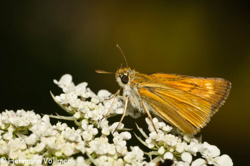 

Aufnameort: DEU, BW, Hemmingen, Zeilwald
Kamera: Nikon D300, Sigma 3,5/180 Macro, Blitz