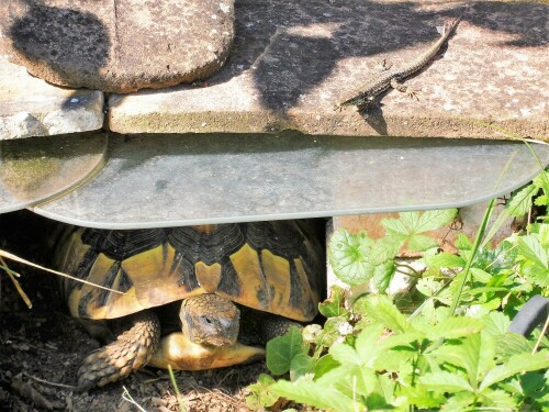 Mauereidechse bei Besuch von Griechischer Landschildkröte

Aufnameort: Breisach
Kamera: Samsung WB 600