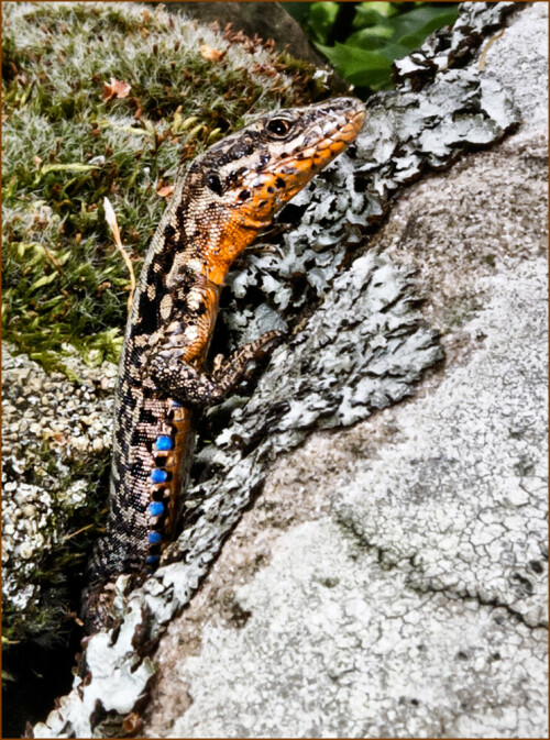 Mauereidechse (Podarcis muralis)
Aufgenommen im Pfälzer Wald

Aufnameort: Pfälzer Wald, Klingenmünster,Aussichtspunkt "Weisser Stein"
Kamera: Canon G12