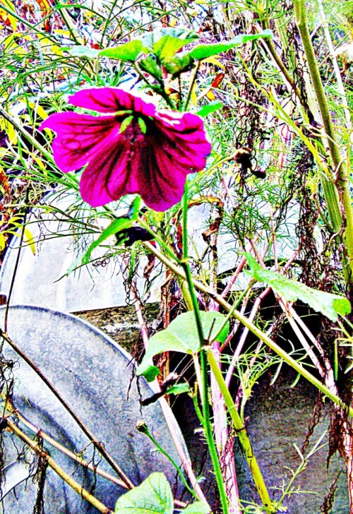 Eine gezüchtete Art Malve aus einer wilden Malve(Malva sylvestris(L.))
https://pflanzen-fuer-dich.de/Malva-sylvestris-sspmauritiana

Aufnameort: Eiershausen Garten
Kamera: Medion Camcorder