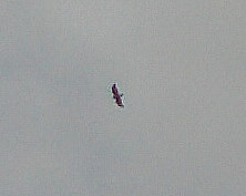 mausebussard-1-buteo-buteo-l-1758-11589.jpeg