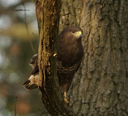 Dieser Mäusebussard wurde kurz darauf von zwei streitlustigen Krähen vertrieben. Diese Szene konnte ich leider nicht im Bild festhalten, weil sie kämpfend hinter dem Baum verschwanden.

Aufnameort: Brück Merheimer Aue
Kamera: Sony Alpha 7/II