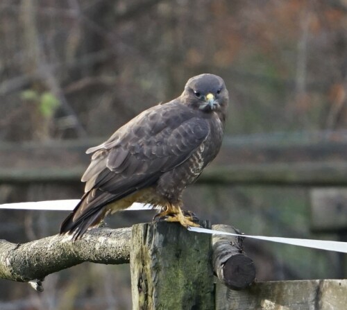 Hier sitzt ein Mäusebussard auf einem Zaun an der Pferdeweide.

Aufnameort: Waldlehrpfad Köln Rath
Kamera: Sony Alpha 7/II