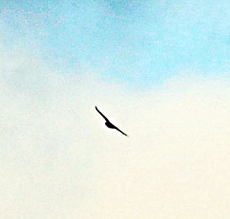 mausebussard-buteo-buteo-l-1758-am-himmel-kreisend-20024.jpeg