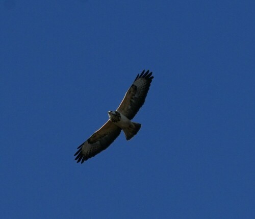 Obwohl ich mich direkt unter dem Greifvogel befand, war es unglaublich schwierig, das Bild scharf zu stellen.

Aufnameort: Nahe der Herler Burg in Köln-Buchheim.
Kamera: Sony Alpha 7/II