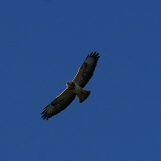 mausebussard-im-flug-24139