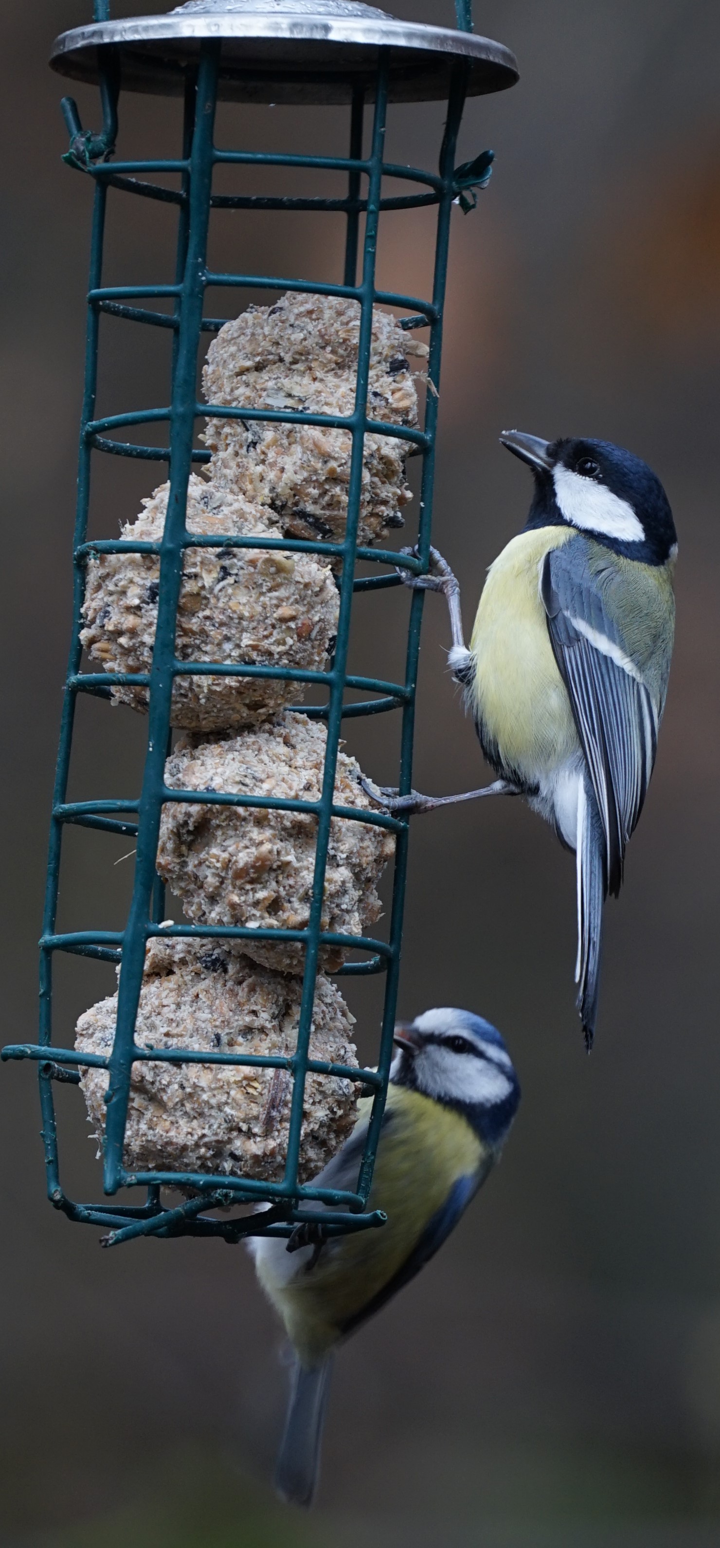 Meisen bei der Winterfütterung am Wildtiergehege in Brück. Vogelfütterung ist unter Ornithologen umstritten, aber sie hat einen unbestreitbaren Wert für die Umwelterziehung: Nirgendwo sonst lassen sich so bequem Singvögel beobachten.

Aufnameort: Köln - Brück
Kamera: Sony Alpha 7/II