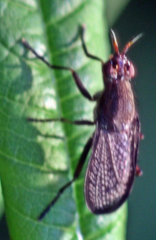 Die Melierte Schneckenfliege gehört zu den Hornfliegen(Sciomyzidae).
Sie kommt in vielen Regionen Europas sowie im Nahen Osten vor.
Angetroffen werden kann sie auf Wiesen, Waldlichtungen sowie -schneisen wie auch an Waldrändern.
Etwa von Juni bis Oktober lässt sie sich beobachten.
https://de.wikipedia.org/wiki/Melierte_Schneckenfliege

Aufnameort: Eiershausen Garten
Kamera: Canon EOS 1300D