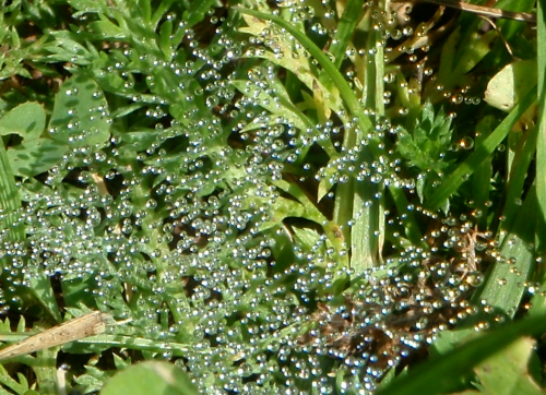 Tautropfen in der Morgensonne scheinen über dem Gras einer Liegewiese am Flussschwimmbad Ramspau zu schweben ... hauchdünne Spinfäden tragen deren enormes Gewicht ohne selber sichtbar zu sein

Aufnameort: Ramspau, Bayern
Kamera: Olympus µtough 6010