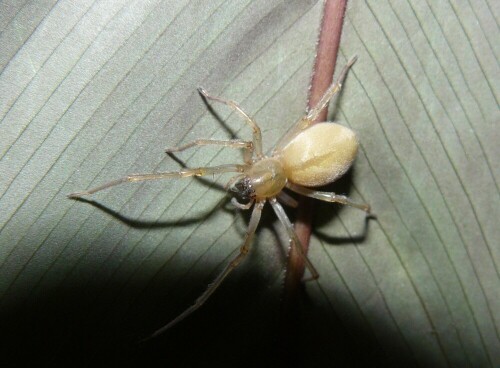 Weibliche Cheiracanthium mildei (Mildes Dornfingerspinne)

Aufnameort: Worms
