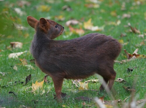 Dieser Mini-Hirsch lebt in Asien im Unterholz tropischer Wälder.

Aufnameort: Kölner Zoo
Kamera: Sony Alpha 7/II