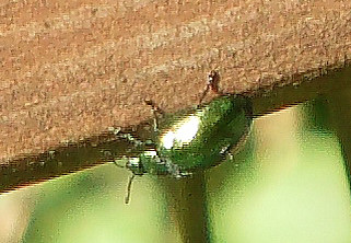 minzeblattkafer-chrysolina-herbacea-13079.jpeg