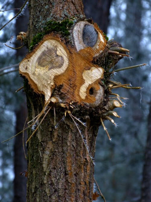 mir-ist-kalt-geschnittener-baum-am-alten-kanal-13549.jpeg