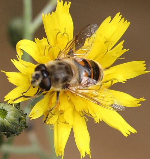 Eine Schwebfliege, die Keilfleckschwebfliegen ähnelt.
Eine orangene, dünne Querbinde kann oft hinter den Keilflecken als Unterscheidungsmerkmal erkannt werden. Fühlerborsten sind unbehaart und ihr Hinterleibsende wirkt (oft) gerundeter als das der Keilfleckschwebfliegen.
http://www.insektenbox.de/zweifl/mistbi.htm

Aufnameort: Eiershausen Garten
Kamera: Canon EOS 700D