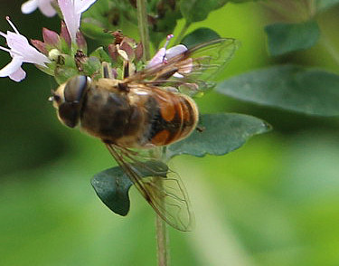 mistbiene-eristalis-tenax-l-1758-mannchen-14758.jpeg