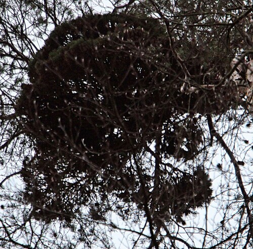 Der vermehrte Befall von Waldkiefern durch Misteln wird in Bayern auch als ein Hinweis auf eine Veränderung des Klimas gewertet.
http://www.lwf.bayern.de/waldschutz/pflanzenschutz/009767/index.php

Aufnameort: Hirschbergwald
Kamera: Canon EOS 1300D