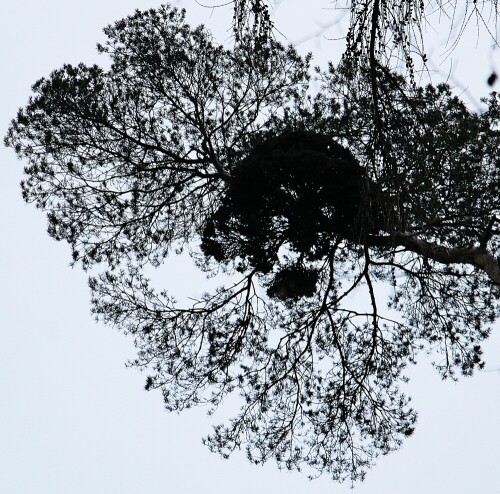 Misteln sind immergrüne Halbschmarotzer, die epiphytisch z. B.
Laub- und Nadelhölzern als Strauch aufsitzen können. 
https://de.wikipedia.org/wiki/Misteln

Aufnameort: Hirschbergwald
Kamera: Canon EOS 1300D