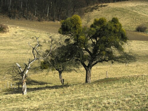 Von Misteln überwucherter Apfelbaum bei Dorf Wehlen

Aufnameort: Dorf Wehlen, Sächsische Schweiz
Kamera: Panasonic Lumix FZ150