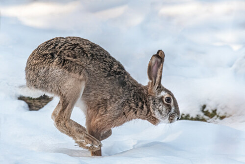 mit-vollspeed-durch-den-schnee-27499.jpeg