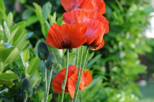 Türkischer Mohn zu Hause im Garten

Aufnameort: Bonn Duisdorf
