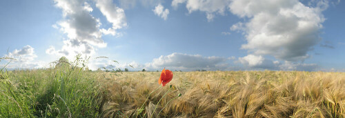 einsamer klatschmohn am rande eines gerstenfeldes

Aufnameort: calenberger land, reg. hannover
