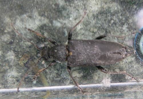 mohren-schmalbock-leptura-aethiops-10856.jpeg