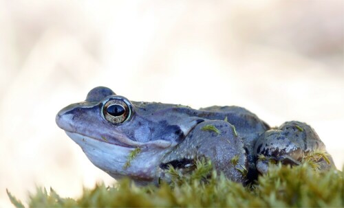 Moorfrosch, noch ein Einzelgänger. Aufgenommen am 09.03.2014

Aufnameort: Dauban
Kamera: Sony SLT A77 V