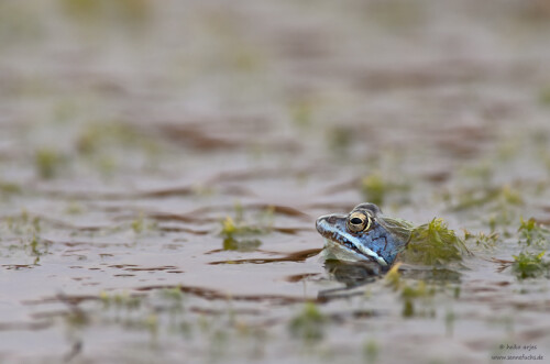 moorfrosch-in-typischem-laichg-5775.jpeg