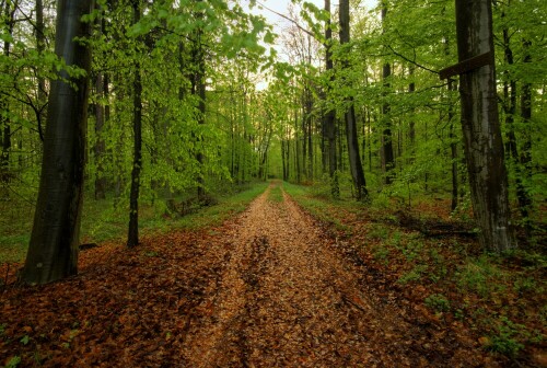 Waldweg an der Grenze des Schönbuch- Naturparks, aufgenommen am Morgen bei regnerischem Wetter.

Aufnameort: Nahe Böblingen
Kamera: Sony Alpha 200