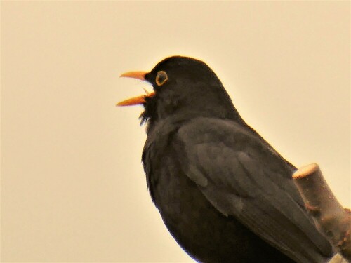 Jeden Morgen werde ich schon um 1/2 5 Uhr vom Lied der Amsel geweckt. Bei jedem Wetter singt sie ihr Lied. Gegen Abend, wenn alles ruhig wird, sitzt sie am Dachfirtst und singt ihr Lied. Manchmal antwortet eine andere. Ich sitze mit meinem Mann auf unserer Gartenbank und lassen den Tag ausklingen und lauschen dem friedvollen Melodie. Auch wenn sie immer das Fressen meiner Schildkröte klaut und alles im Garten durcheinanderbuddelt, kann man ihr nicht böse sein.

Aufnameort: Lichtenau Mfr.
Kamera: Panasonic Lumix TZ61