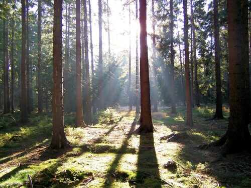 Ein Morgen im Wald

Aufnameort: Wilischgebiet / Sachsen
Kamera: Kodak DX 7440