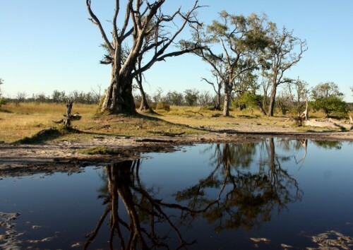 Die Aufnahme  entstand früh am Morgen während eines Urlaubes in Botswana.

Aufnameort: Moremi-Park in Botswana
Kamera: Canon 450D