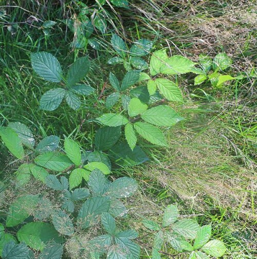 morgentau-auf-brombeerblattern-rubus-fruticosus-14795.jpeg