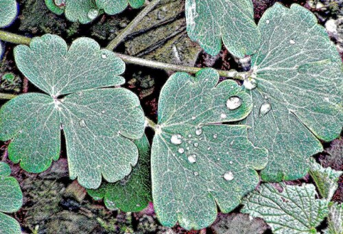 Die Akelei gehört zur Familie der Hahnenfußgewächsen(Ranunculaceae).
https://de.wikipedia.org/wiki/Akeleien

Aufnameort: Eiershausen Gemeindewiese
Kamera: Medion Camcorder