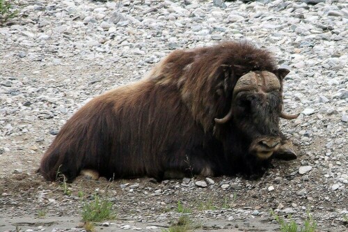 Moschusochse: aufgenommen im Juni 2015 bei unserem Norwegen-Urlaub während einer geführten „Moschusochsen-Safari“ im Dovrefjell-Nationalpark.
Eine äußerst interessante Begegnung mit diesen wild lebenden Tieren – aber nicht zu nahe kommen; ein wild gewordener Ochse schafft bis zu 60 km/h – fliehen meistens zwecklos! 


Aufnameort: Dovrefjell-Nationalpark Norwegen
Kamera: Canon EOS 60 D