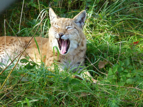 muder-luchs-12953.jpeg