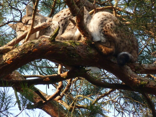 muder-luchs-6850.jpeg