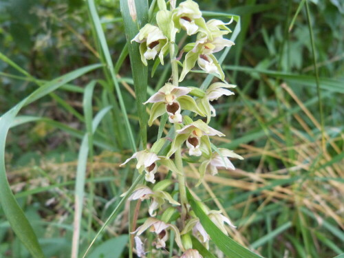 Auch diese wunderschöne Orchidee wächst im NSG reinheimer Teich
im Odenwald. Aufgenommen am 6. 7. 2018

Aufnameort: NSG Reinheimer Teich/Odenwald
Kamera: Lumix FZ 48