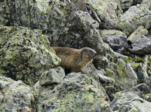 Murmeltiere verschmelzen mit ihrem graubraunen Fell geradezu mit der steinigen Gebirgslandschaft.

Aufnameort: Weißhorn Arosa
Kamera: Sony Alpha 7/II