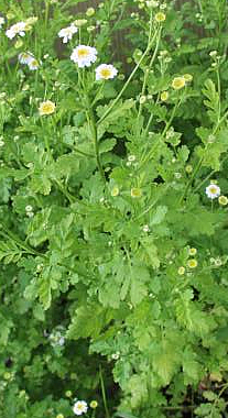 mutterkraut-tanacetum-parthenium-l-bernh-17440.jpeg