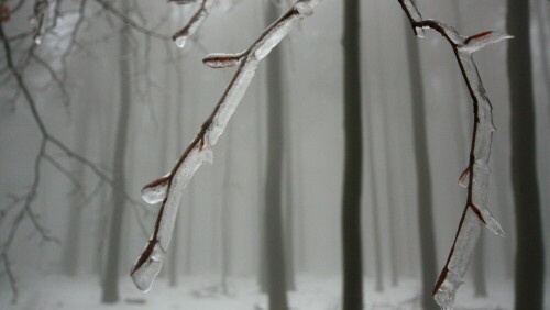 Eisregen und Nebel verwandelten den Wald in eine Zauberlandschaft

Aufnameort: Neunkircher-Höhe / Odenwald
Kamera: Canon 450 D