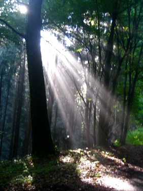 Nach einer Regennacht und folgendem Morgennebel stahl sich die Sonne aus der Wolkendecke ... und es fühlte sich herrlich an, inmitten dieses Schauspiels zu stehen

Aufnameort: Wald bei Schriesheim
Kamera: Canon Ixus 950 IS