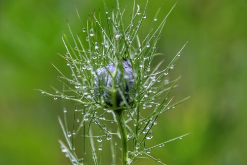 Überall Wassertropfen, das sind besonders tolle Motive.

Aufnameort: Waldeck
Kamera: Canon EOS 80D