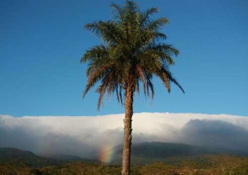 Mit Blick aus der Ebene auf das Wolkenband über dem Regenwald.

Aufnameort: Costa Rica
Kamera: Canon 450D