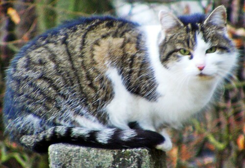 Fast menschlich - auf erhöhtem Ansitz erscheint der Jagderfolg gesicherter.....
https://de.wikipedia.org/wiki/Hauskatze

Aufnameort: Eiershausen Gartentor
Kamera: Canon EOS 1300D