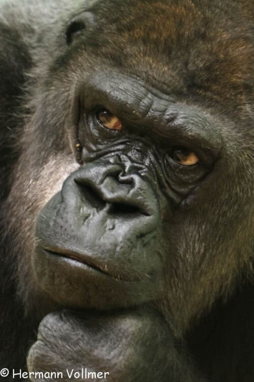 Die 40-jährige Gorilladame Undi in der für sie typischen Denkerpose

Aufnameort: DEU, BW, Stuttgart, Wilhelma
Kamera: Nikon D300, Sigma 120-400