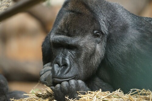 Scheinbar nachdenklich stützt dieser Gorilla seinen Kopf auf die Hände. Worüber er wohl grübelt?

Aufnameort: Kölner Zoo
Kamera: Sony Alpha 7/II