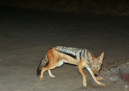 Ein Schakal schleicht sich nachts ums Zelt auf der Suche nach etwas Fressbaren.

Aufnameort: Zentralkalahari - Botswana
Kamera: 450D