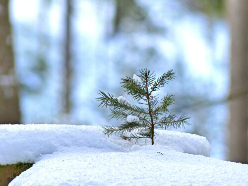 nachwuchs-im-schnee-18391.jpeg